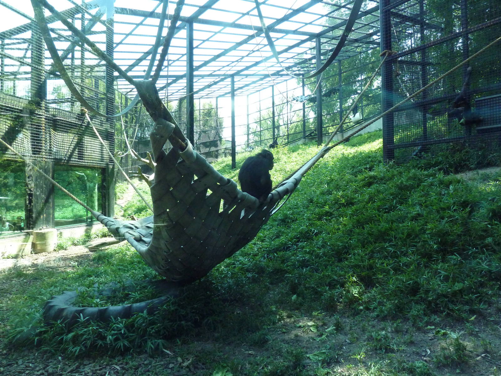 African Journey - Chimpanzee Exhibit