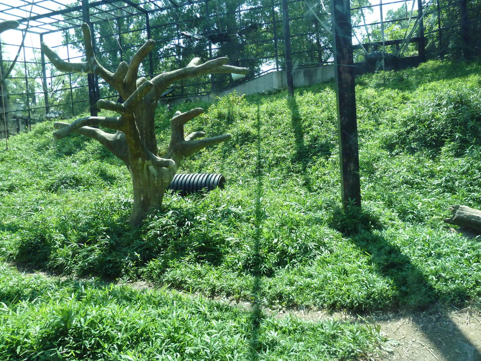 African Journey - Chimpanzee Exhibit