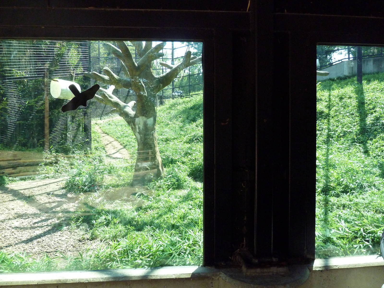 African Journey - Chimpanzee Exhibit