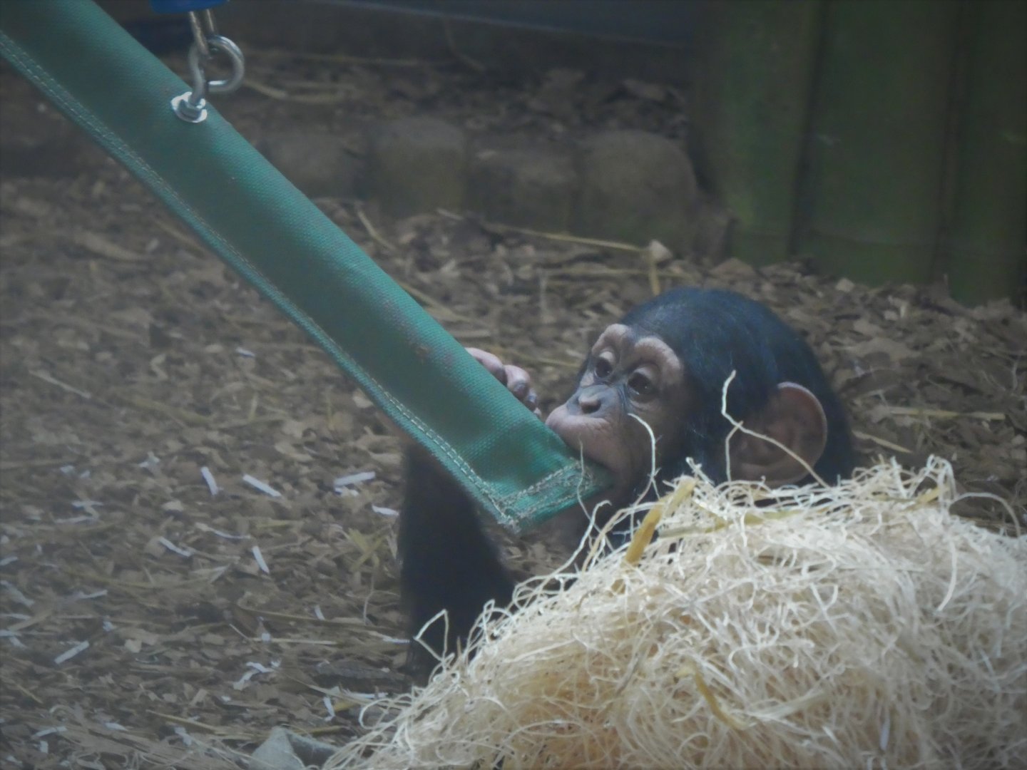 African Journey - Chimpanzee Forest - Chimpanzee - Maisie