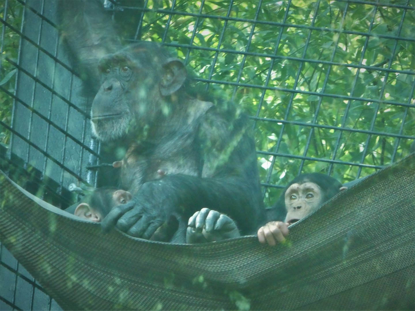 African Journey - Chimpanzee Forest - Chimpanzees