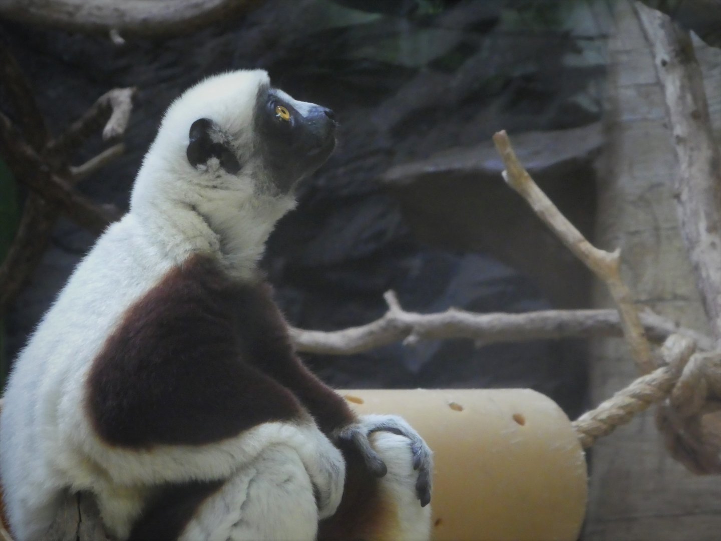 African Journey - Chimpanzee Forest - Coquerel's Sifaka