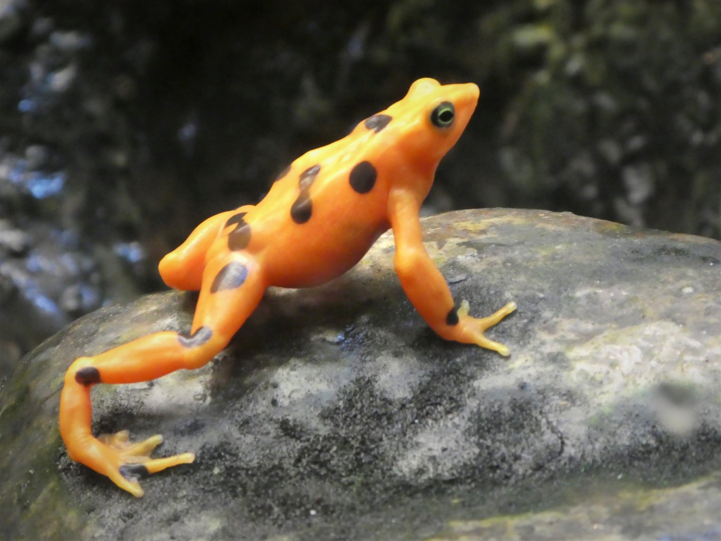 African Journey - Chimpanzee Forest - Panamanian Golden Frog