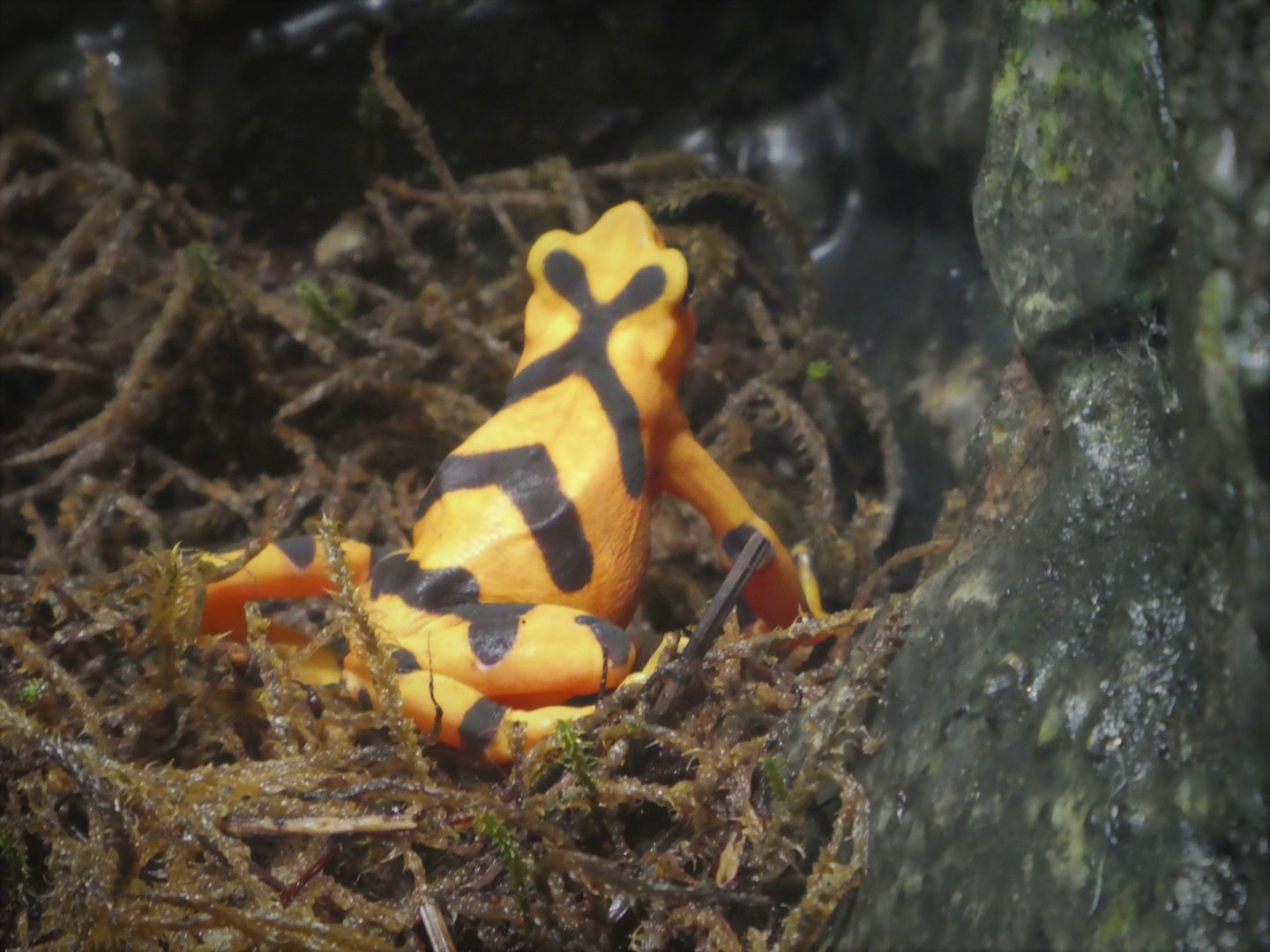 African Journey - Chimpanzee Forest - Panamanian Golden Frog