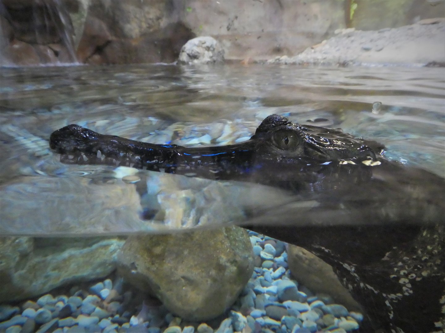 African Journey - Chimpanzee Forest - West African Slender-snouted Crocodile