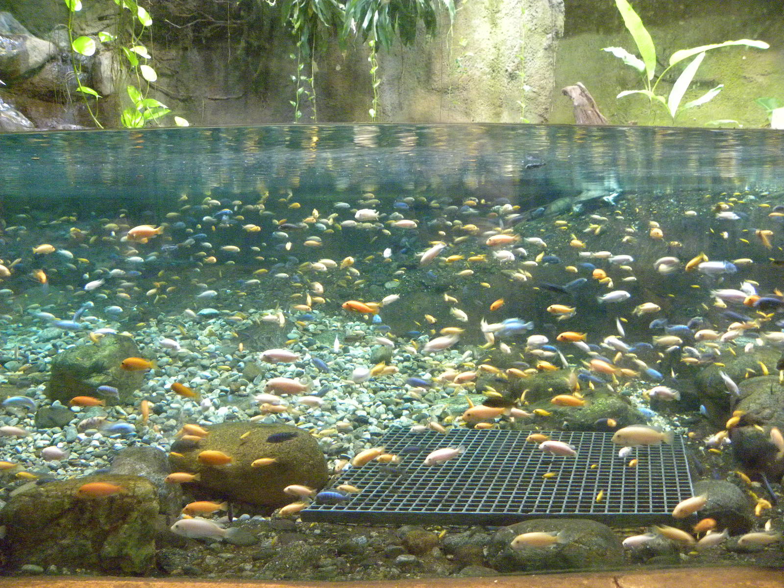 African Journey: Chimpanzee Forest