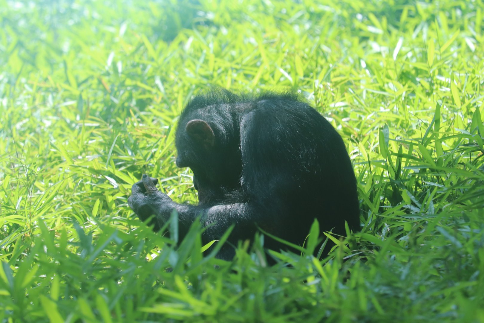 African Journey - Chimpanzee