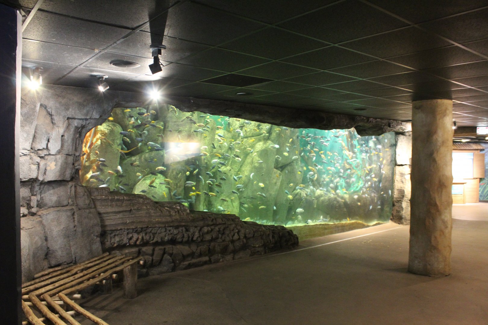 African Journey - Cichlid Tank