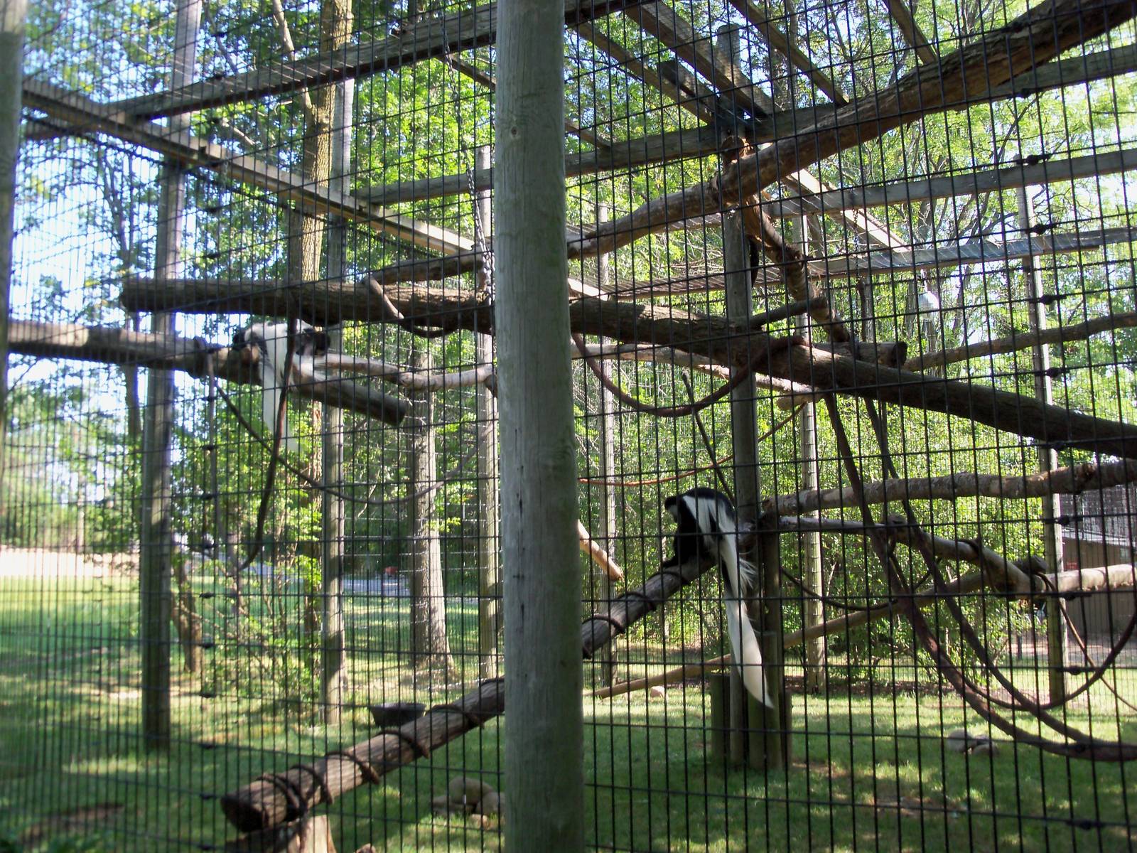 African Journey - Colobus Monkey/Diana Monkey Exhibit