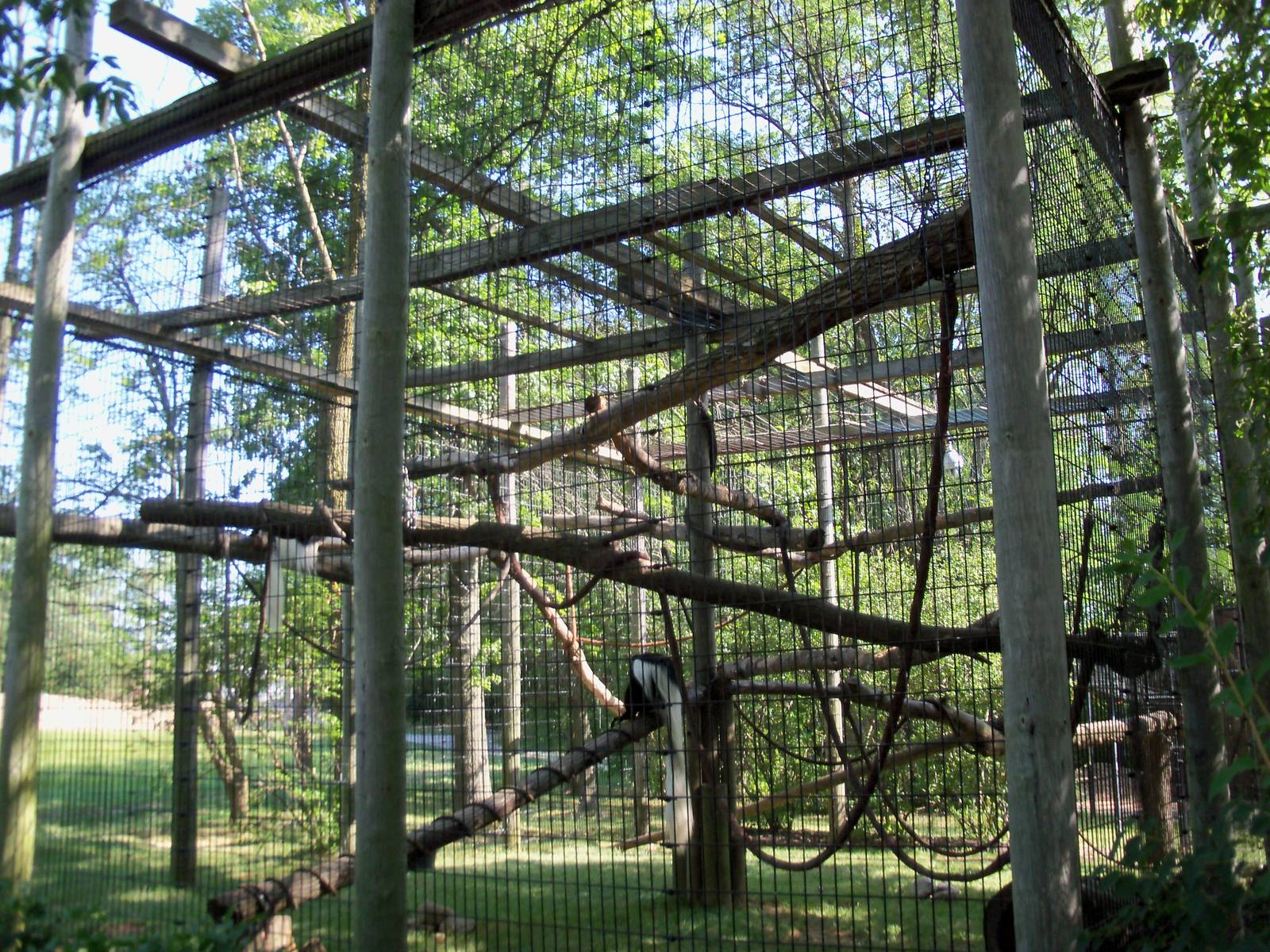 African Journey - Colobus Monkey/Diana Monkey Exhibit