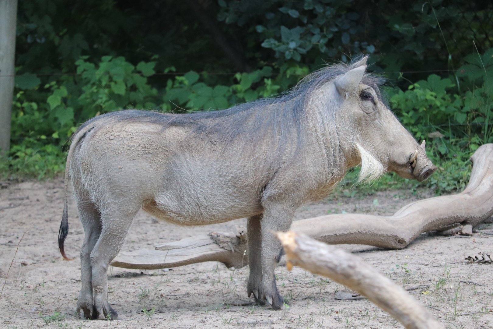 African Journey - Common Warthog