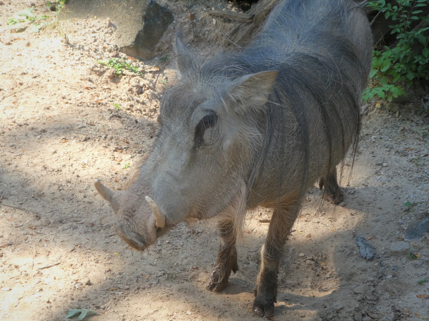 African Journey - Common Warthog