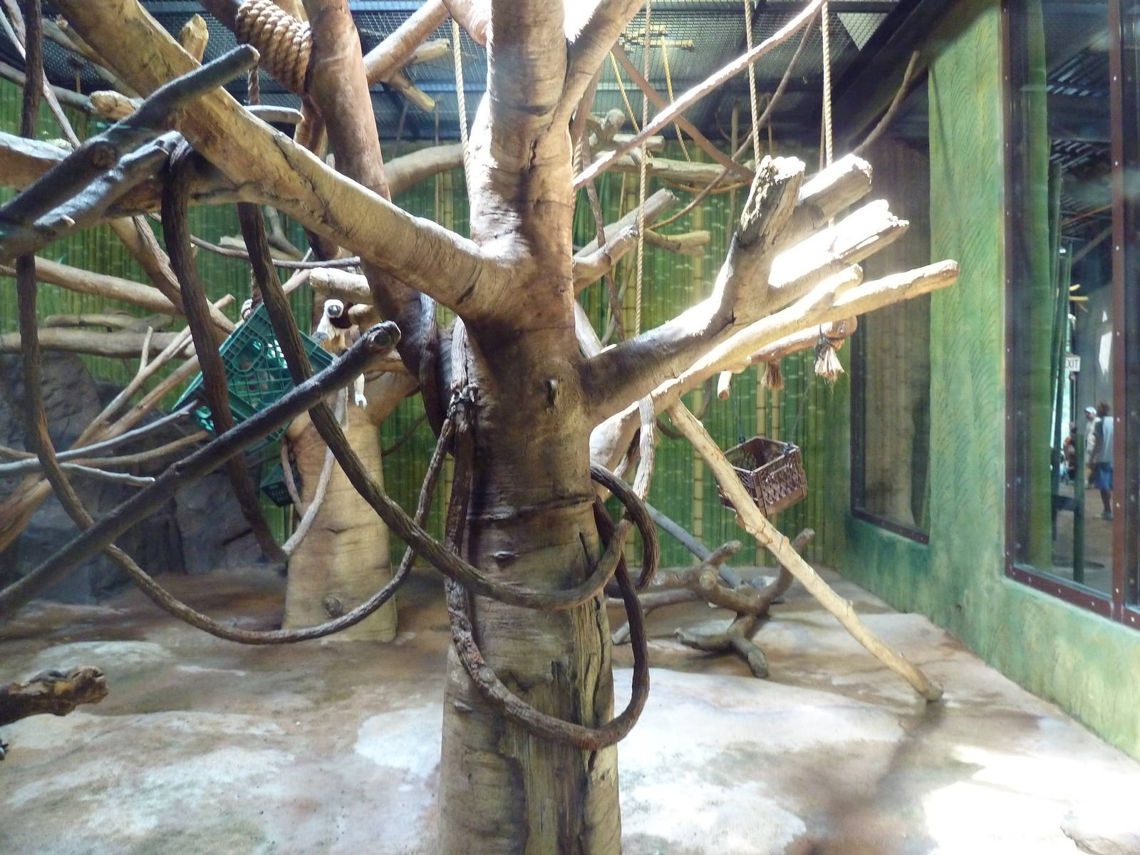 African Journey - Coquerel's Sifaka Exhibit