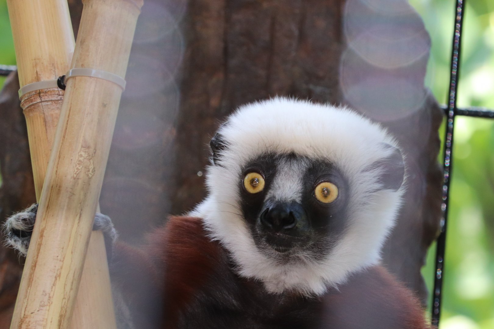 African Journey - Coquerel’s Sifaka