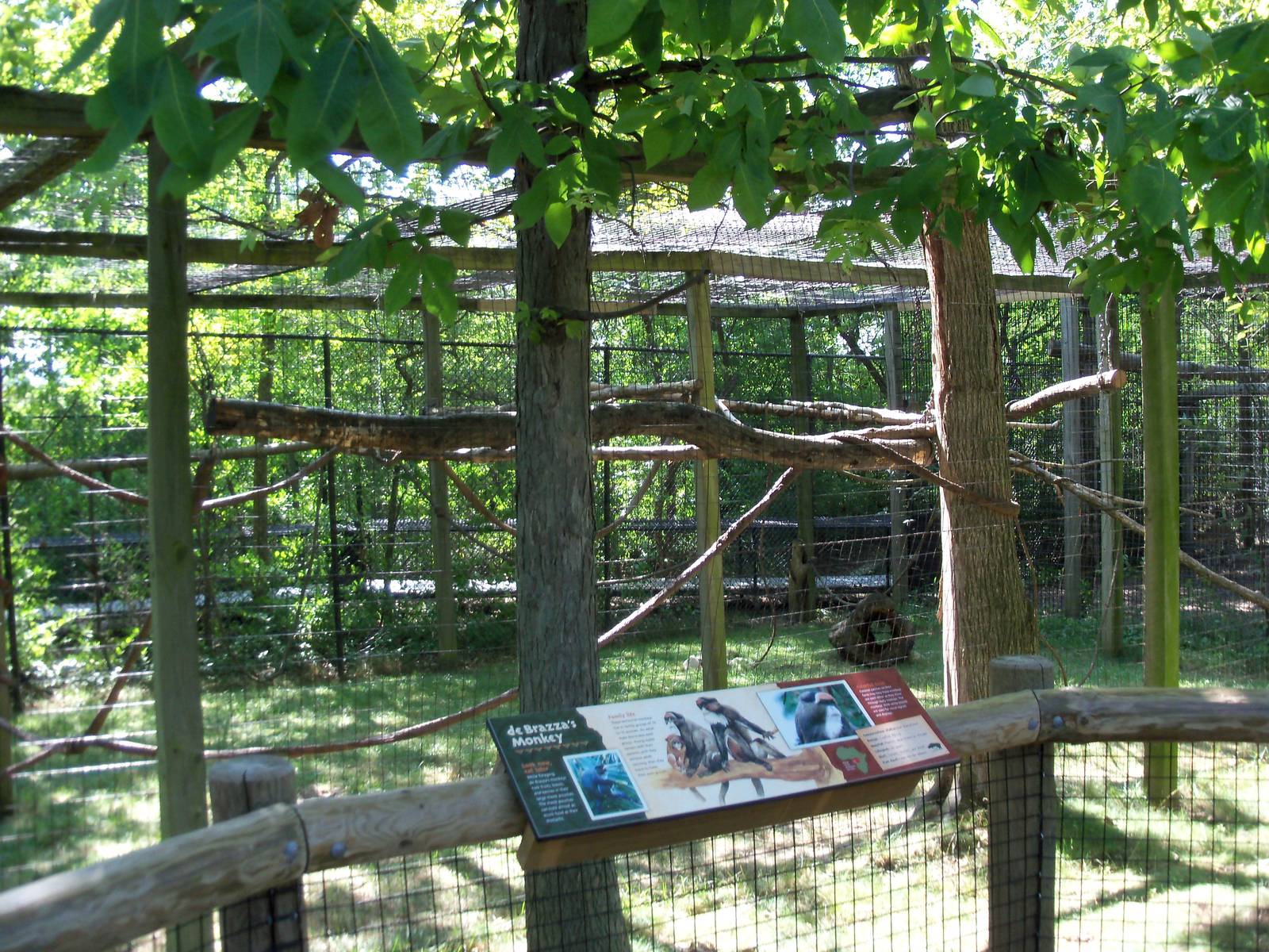 African Journey - DeBrazza Monkey Exhibit