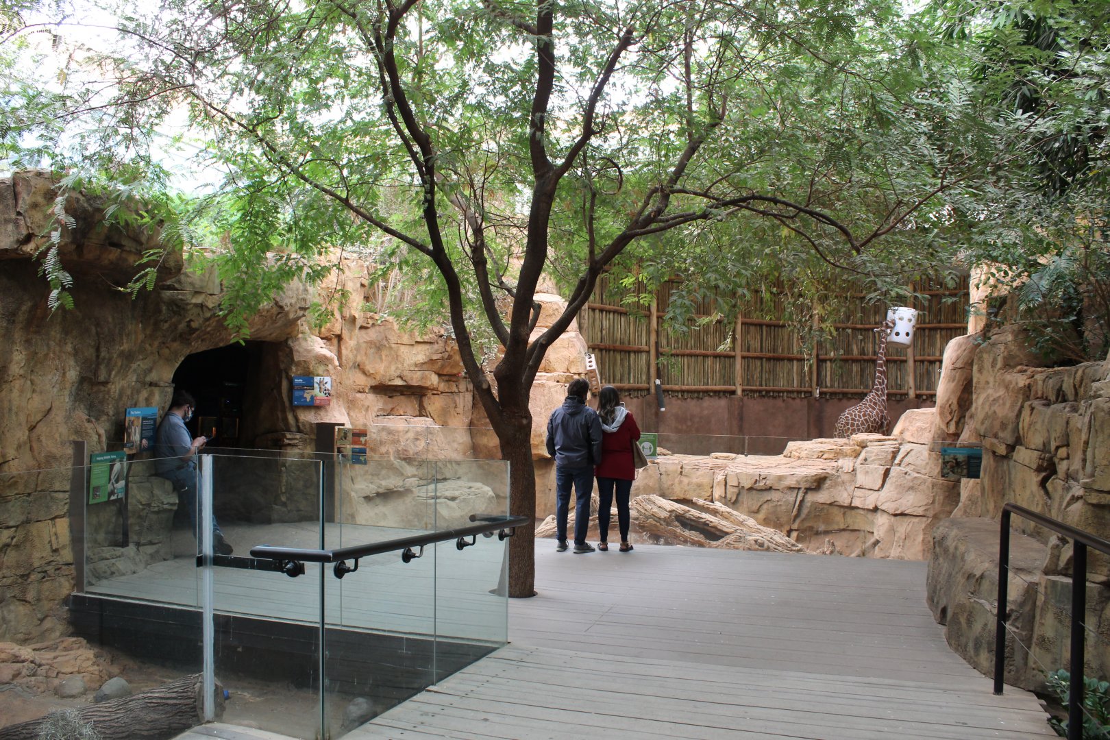 African Journey - Dry Thorn Forest Room (Giraffe Bedroom + Aaardvark & Meerkat Exhibits)