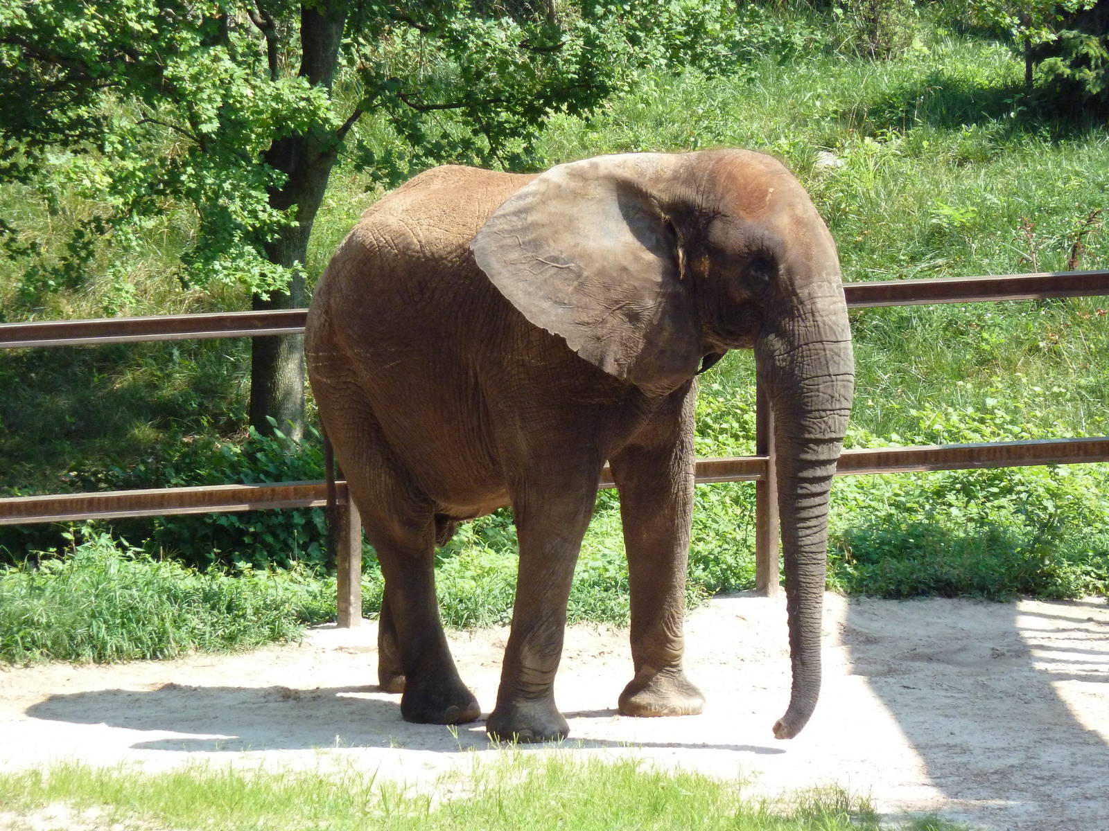 African Journey - Elephant