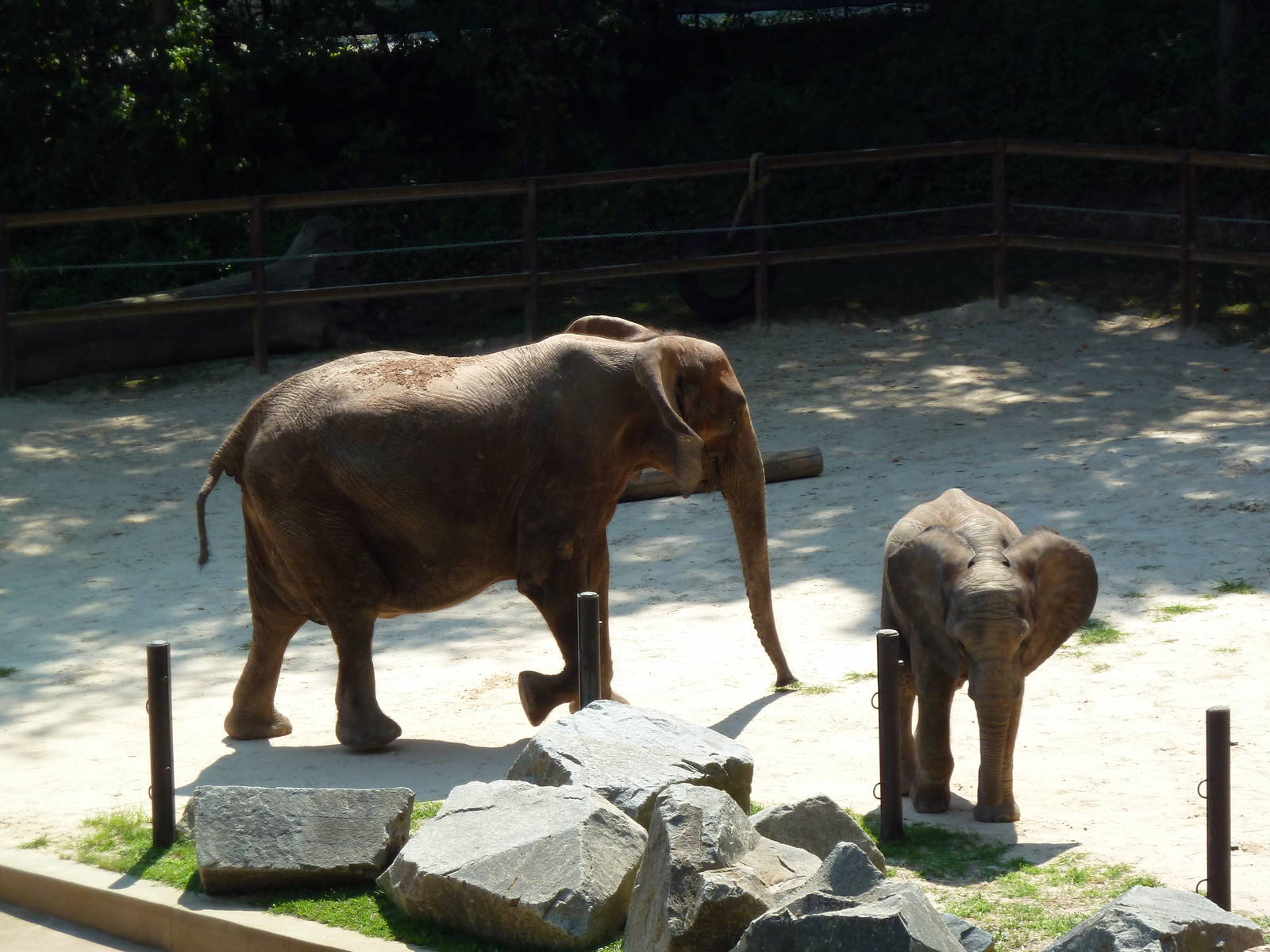 African Journey - Elephants