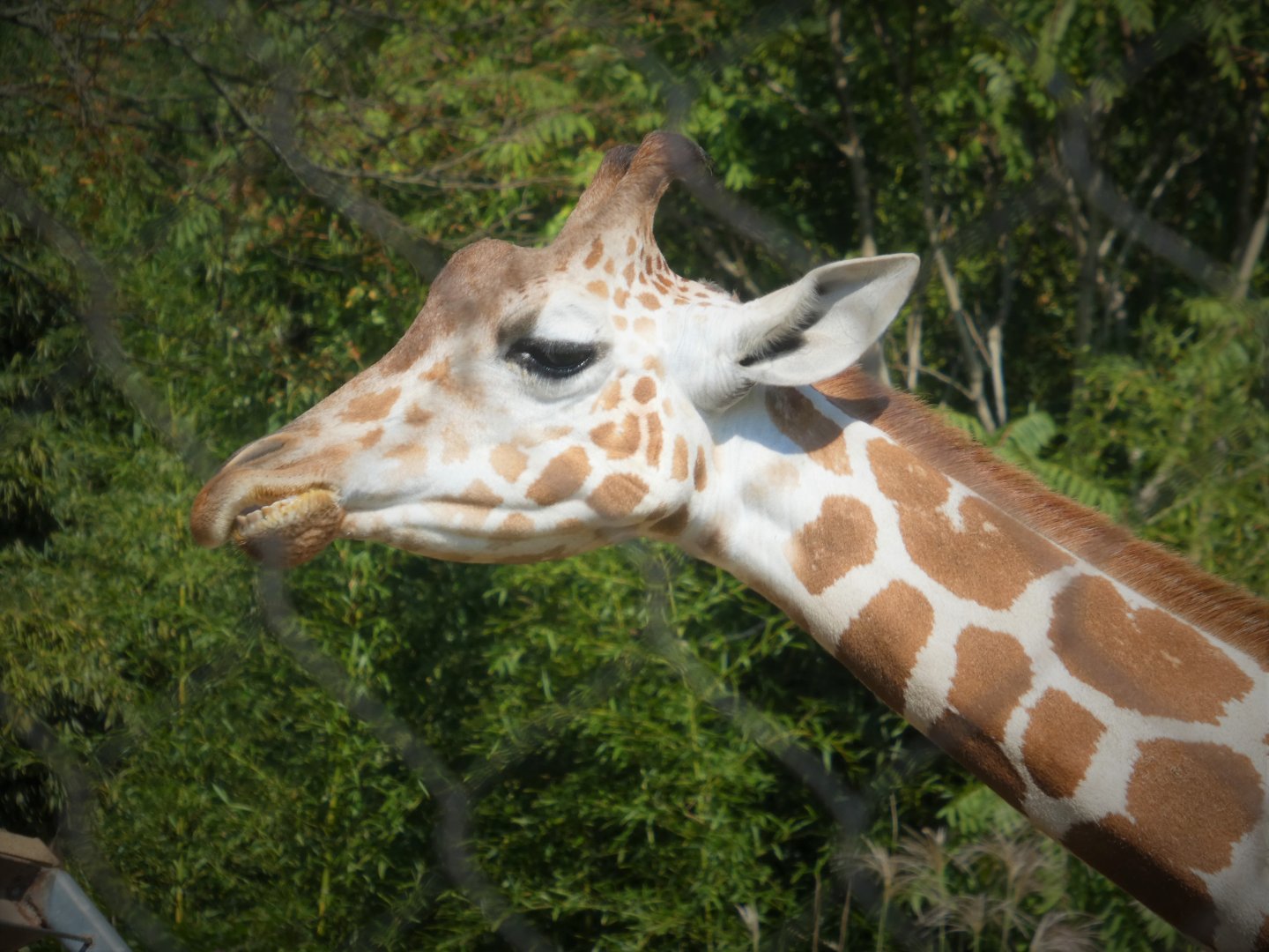 African Journey - Giraffe House - Hybrid Giraffe