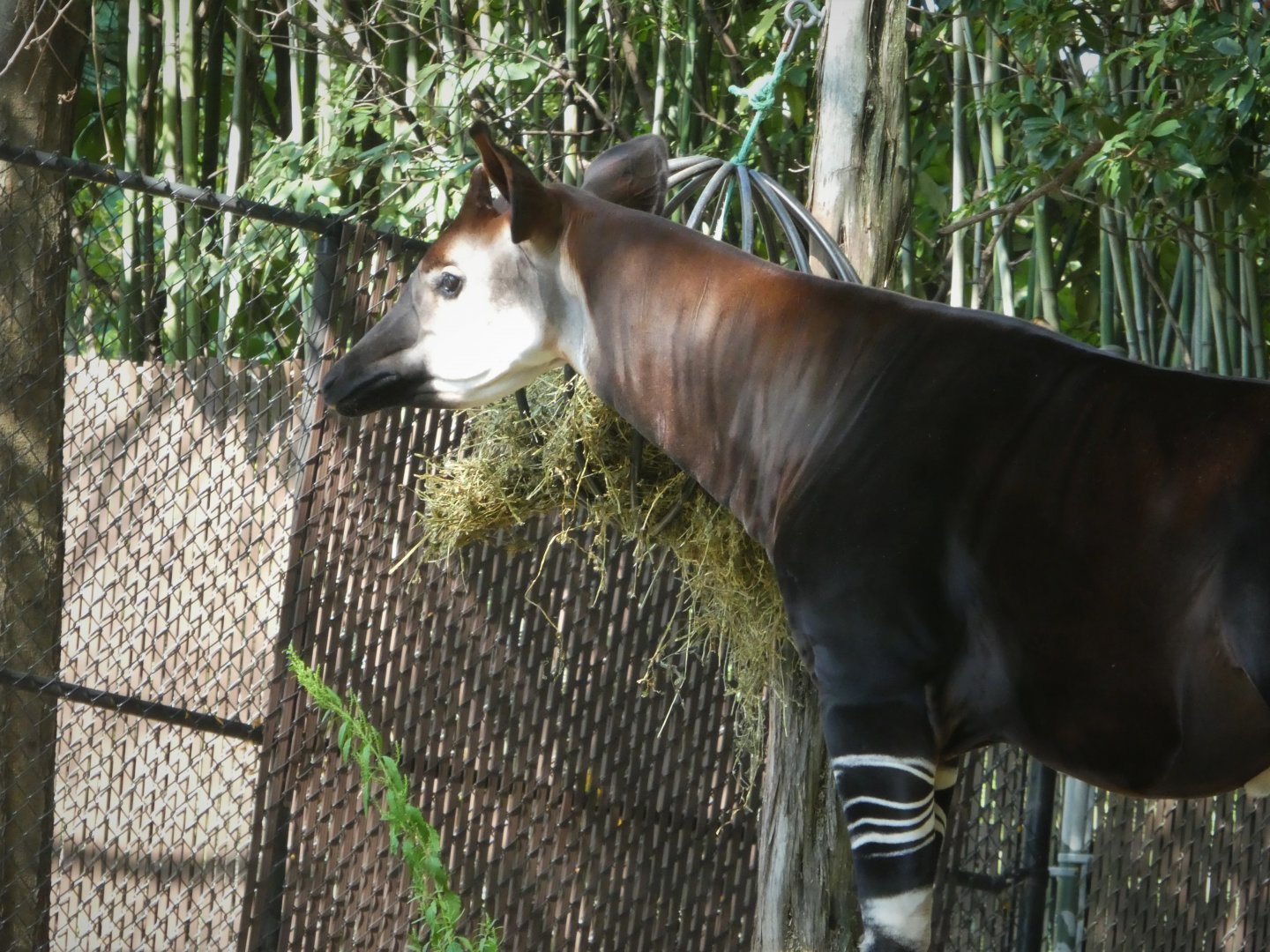 African Journey - Giraffe House - Okapi