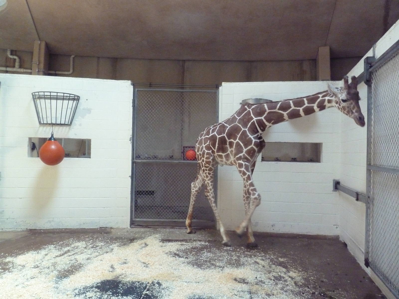 African Journey - Giraffe Stall