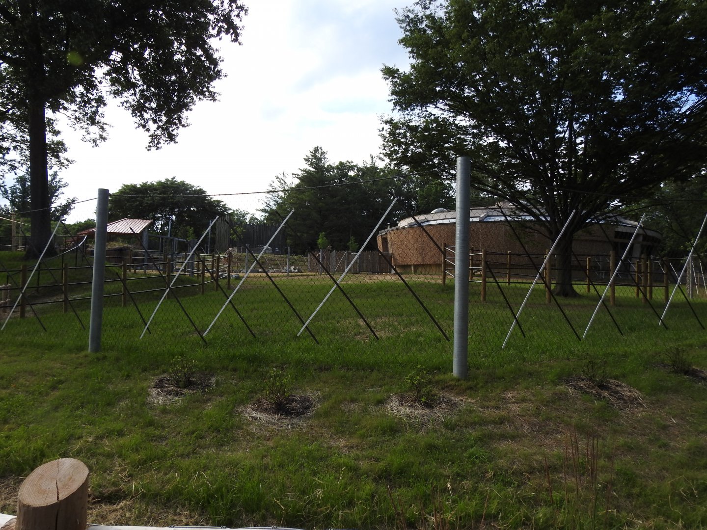 African Journey Giraffe Yard - June 2009