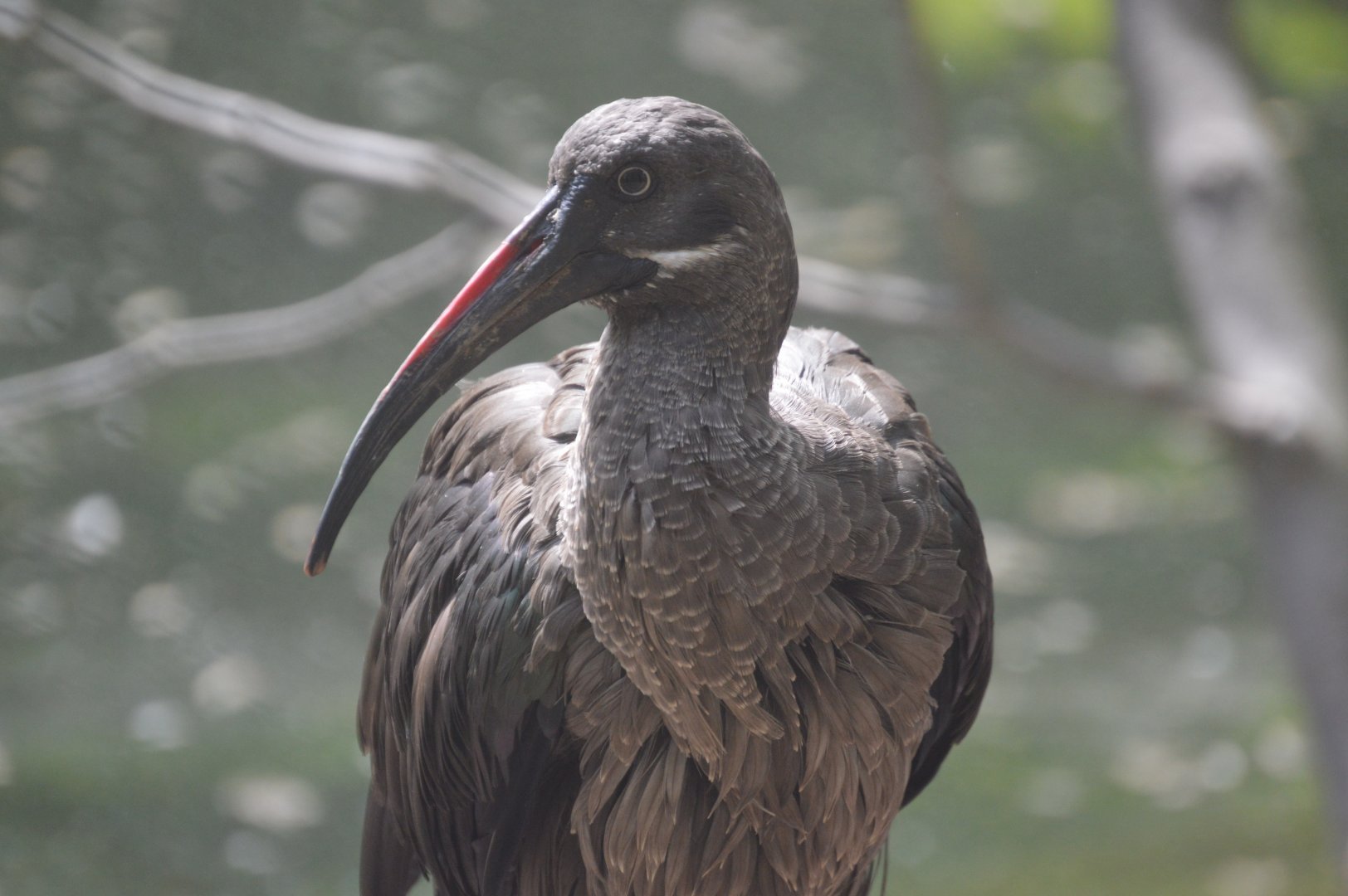 African Journey - Hadada Ibis (Bostrychia hagedash)