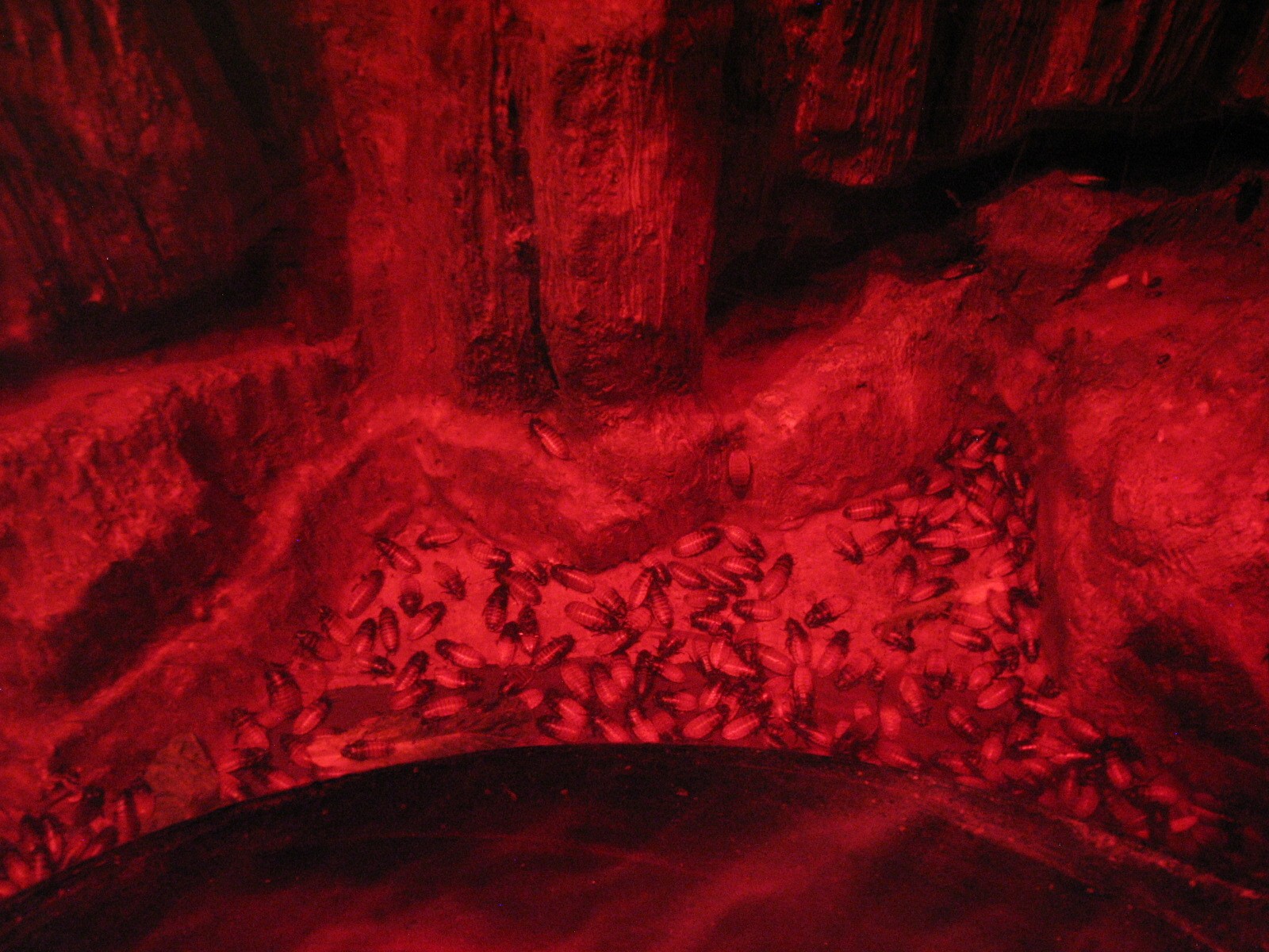 African Journey - Hissing Cockroach Exhibit