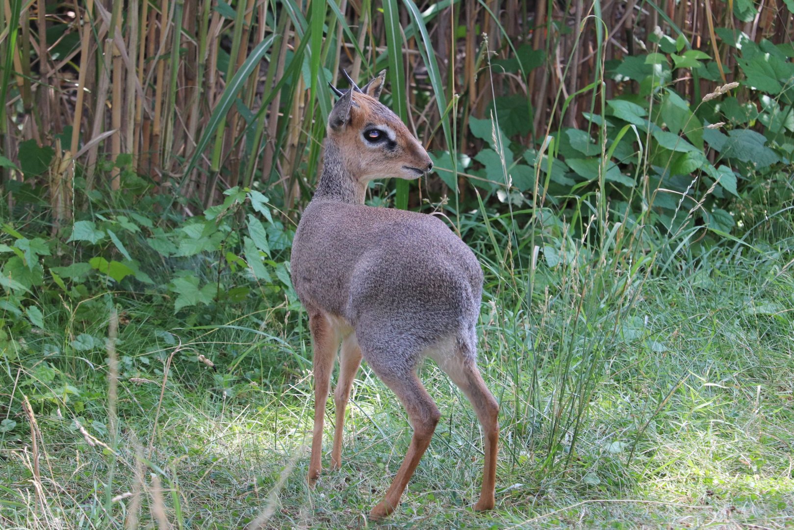 African Journey - Kirk's Dik-Dik