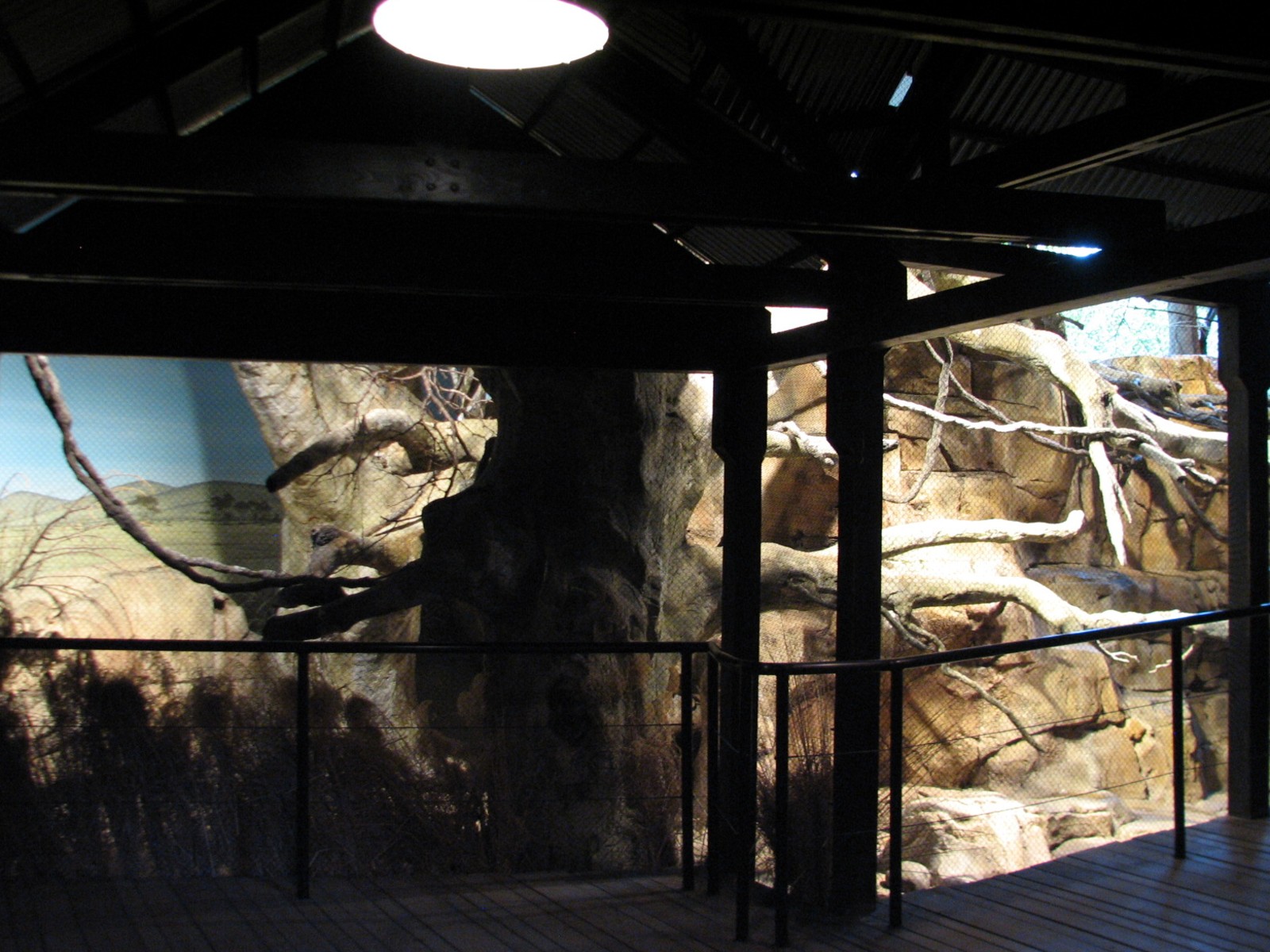 African Journey - Klipspringer and Black-masked Lovebird Exhibit