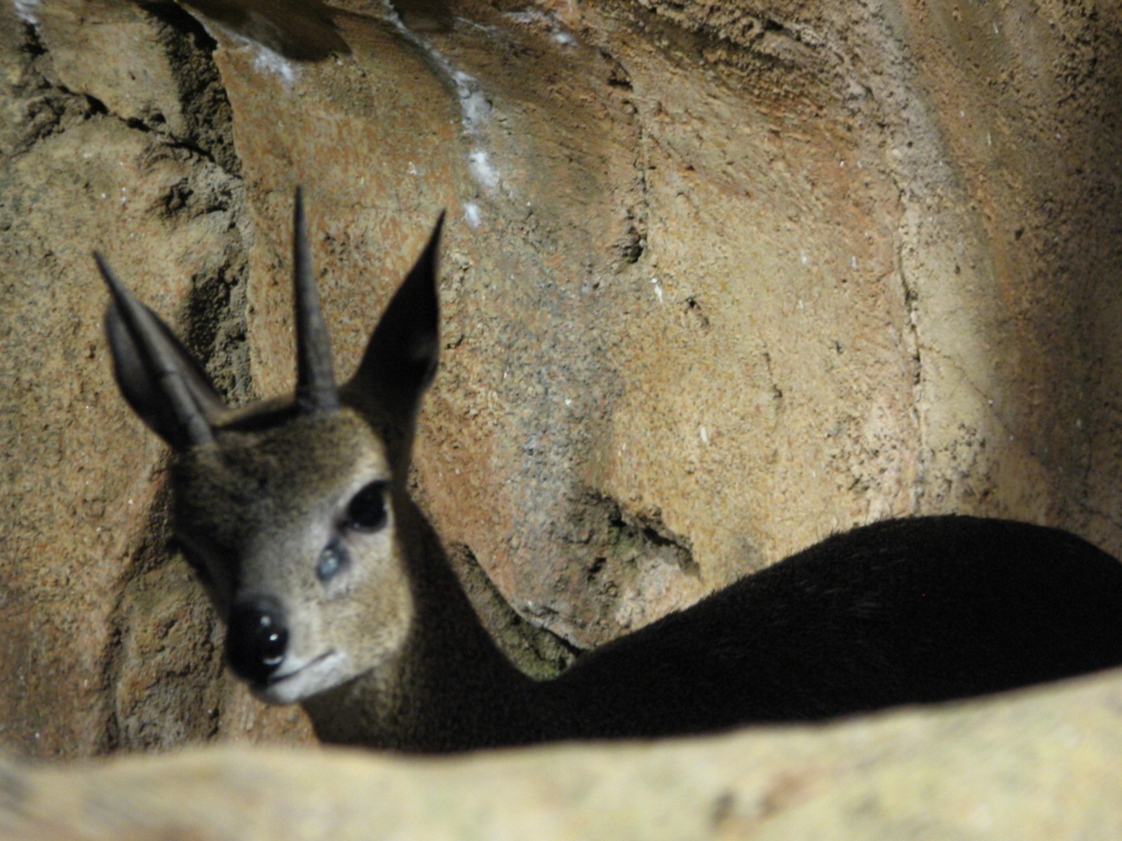 African Journey - Klipspringer and Black-masked Lovebird Exhibit