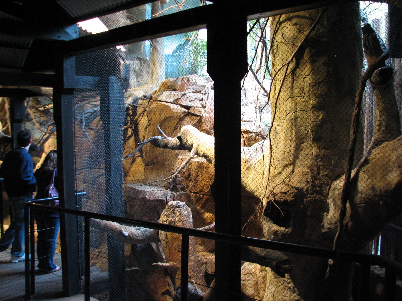 African Journey - Klipspringer and Black-masked Lovebird Exhibit
