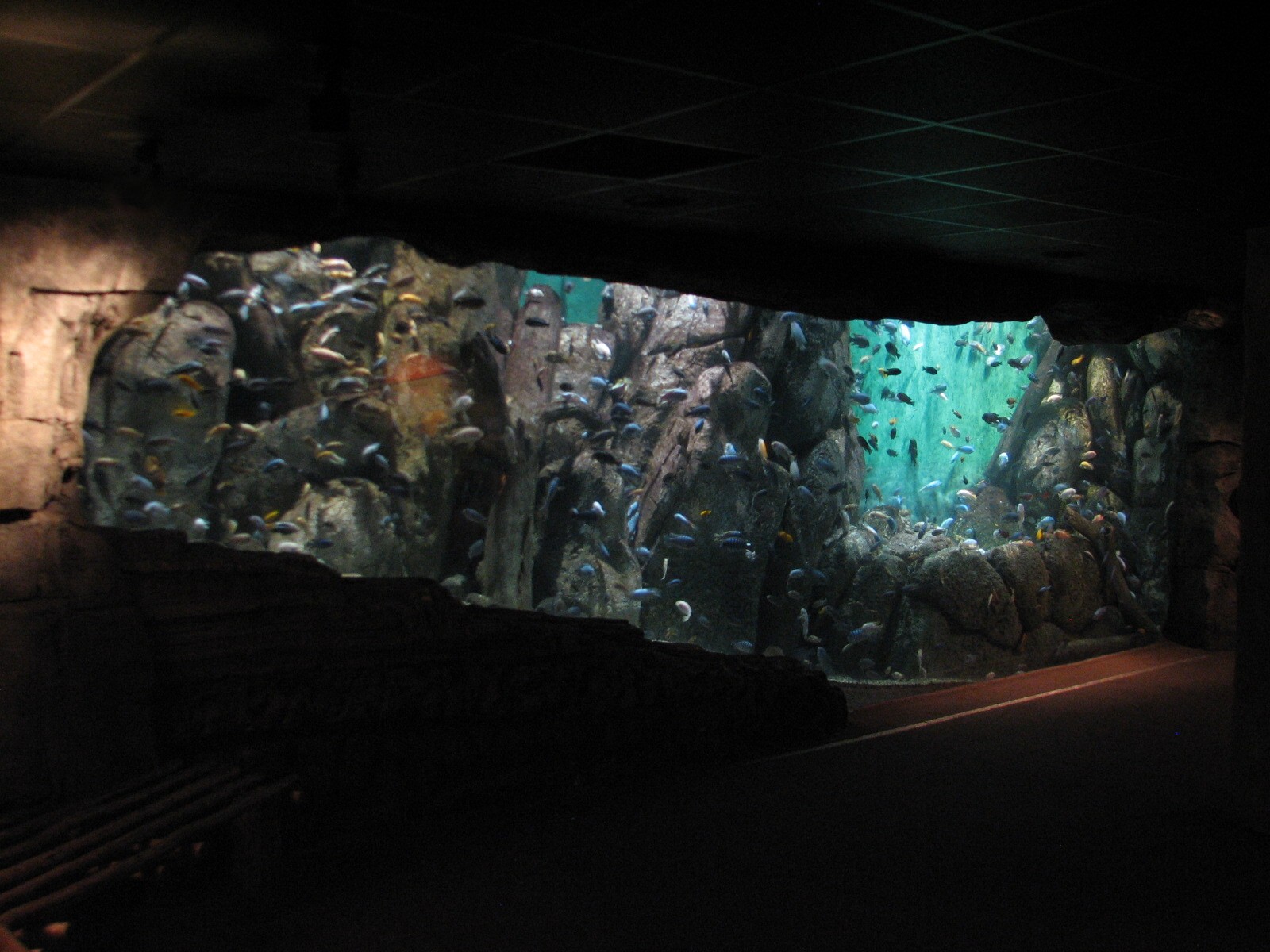 African Journey - Lake Malawi Cichlids Exhibit