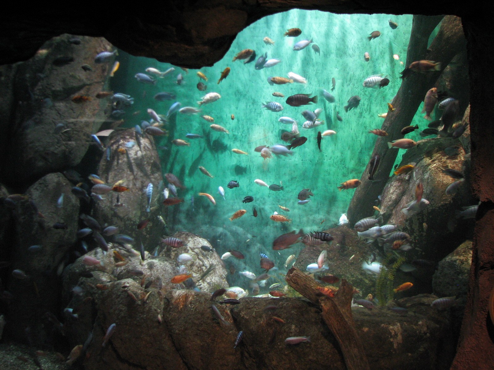 African Journey - Lake Malawi Cichlids Exhibit