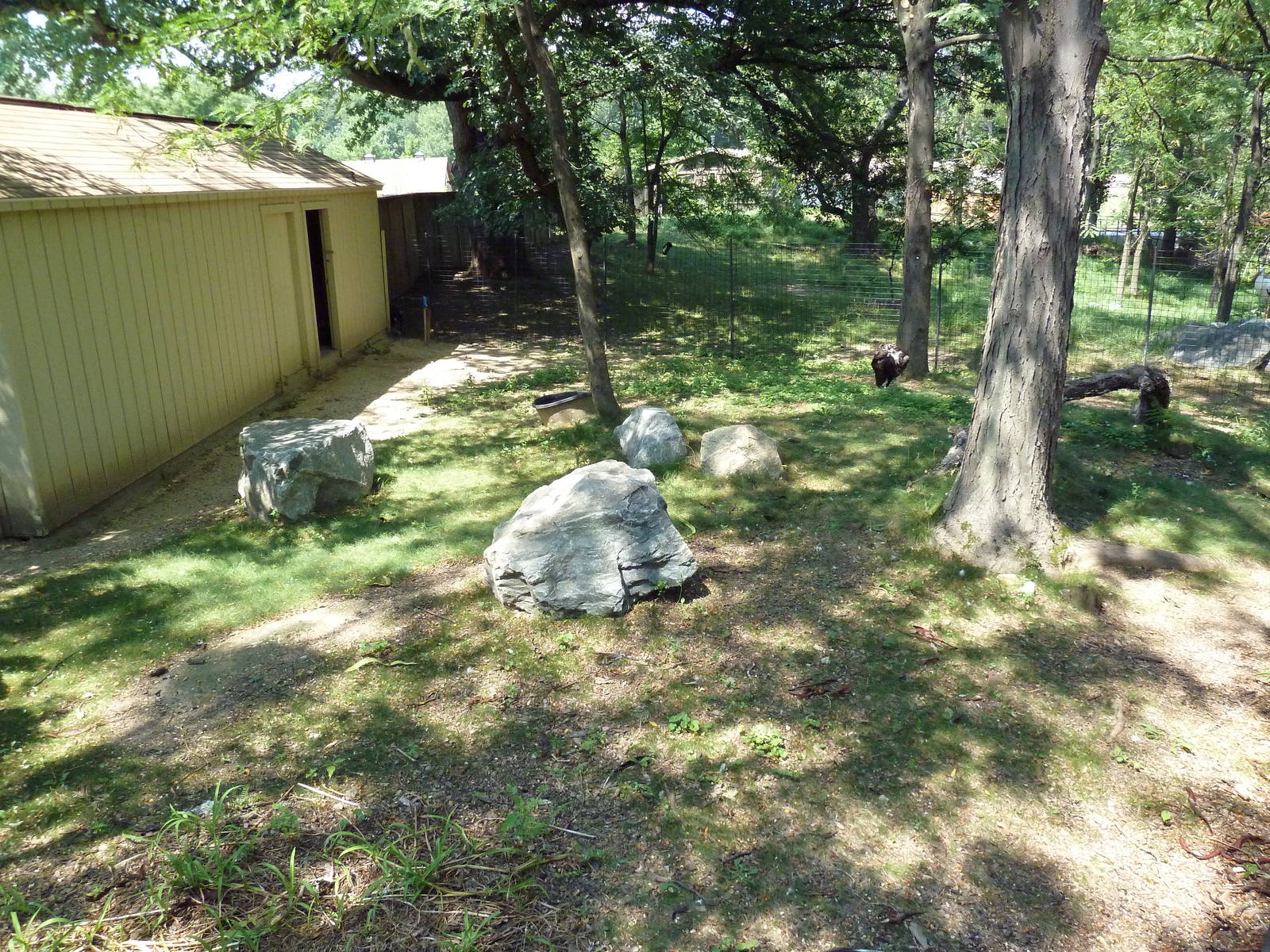 African Journey - Lappet-Faced Vulture/Demoiselle Crane Exhibit