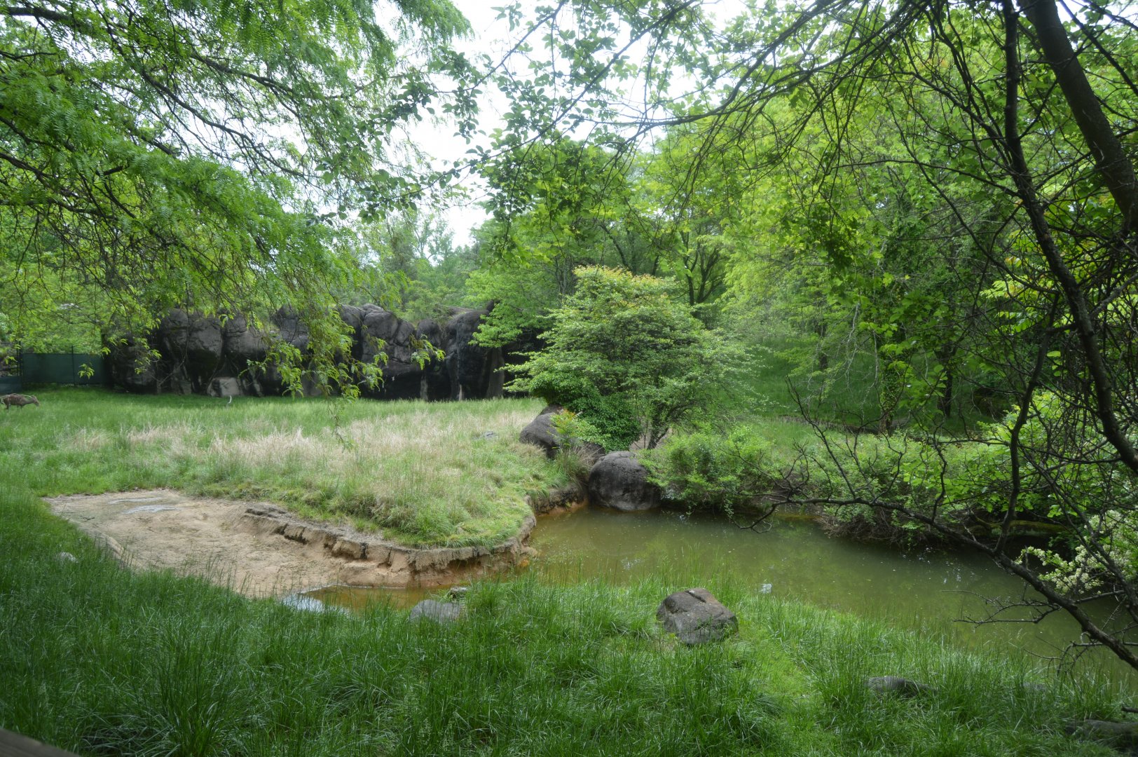 African Journey - Lesser Kudu and Addra Gazelle Exhibit