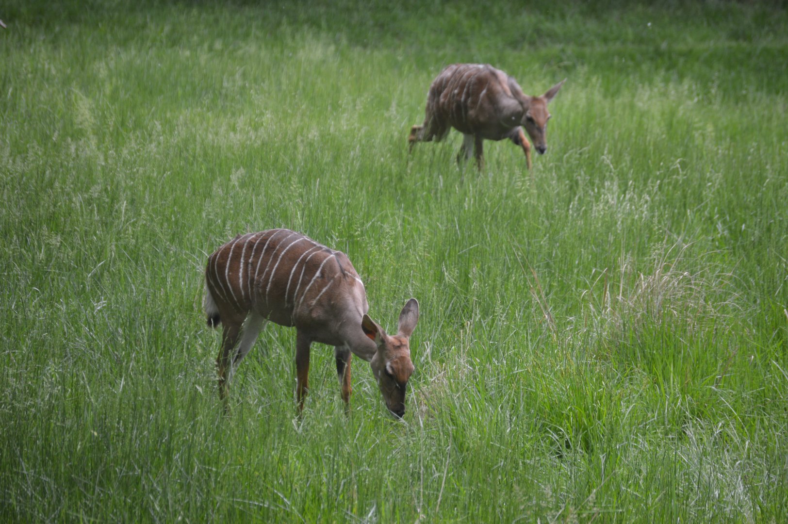 African Journey - Lesser Kudu (Tragelaphus imberbis)