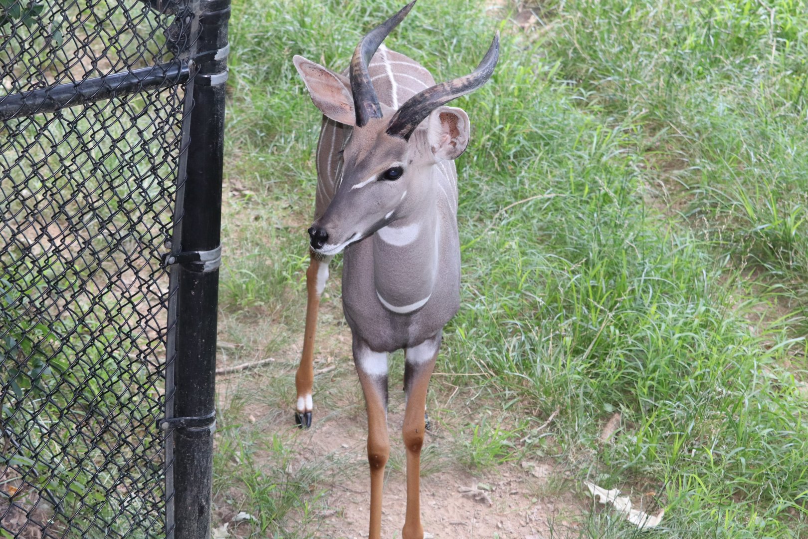 African Journey - Lesser Kudu