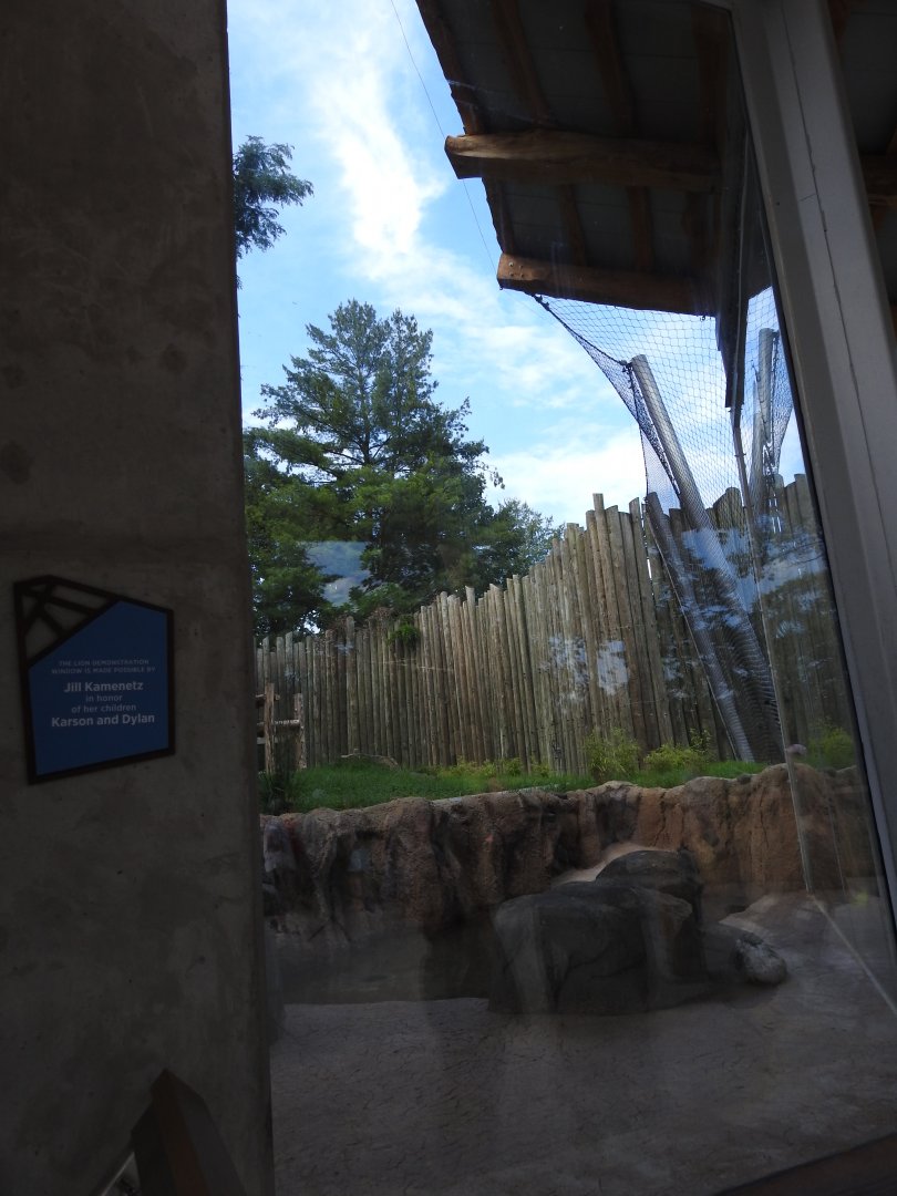 African Journey Lion Exhibit - June 2019