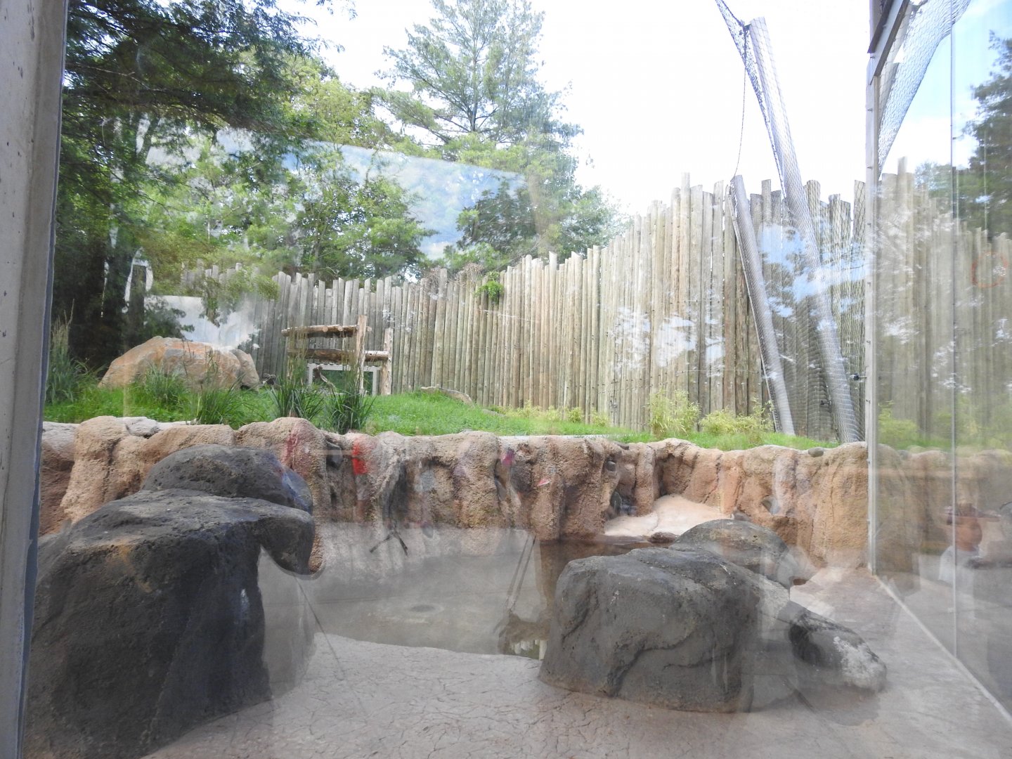 African Journey Lion Exhibit - June 2019