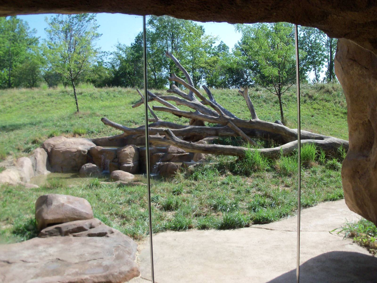 African Journey - Lion Exhibit