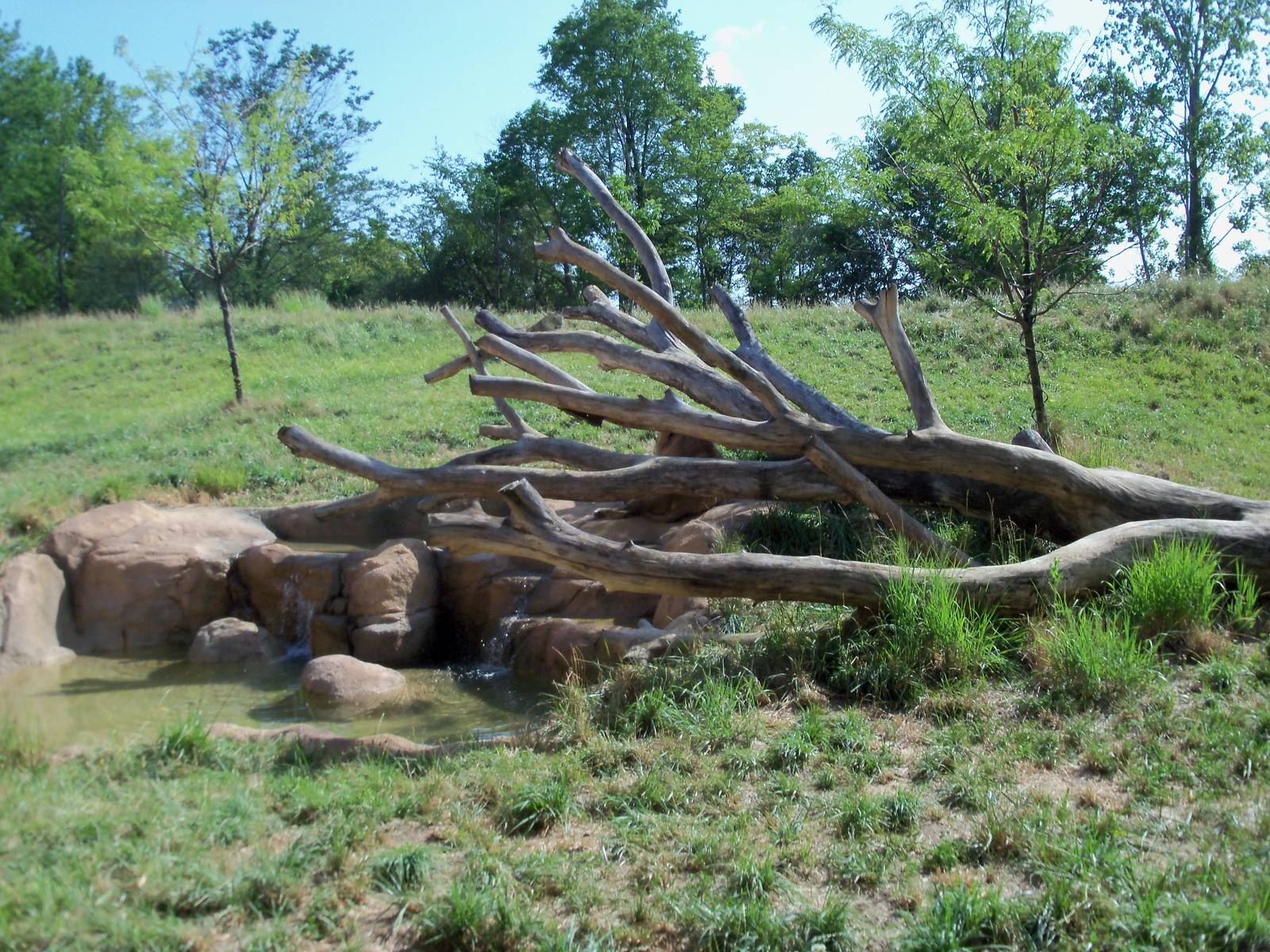 African Journey - Lion Exhibit