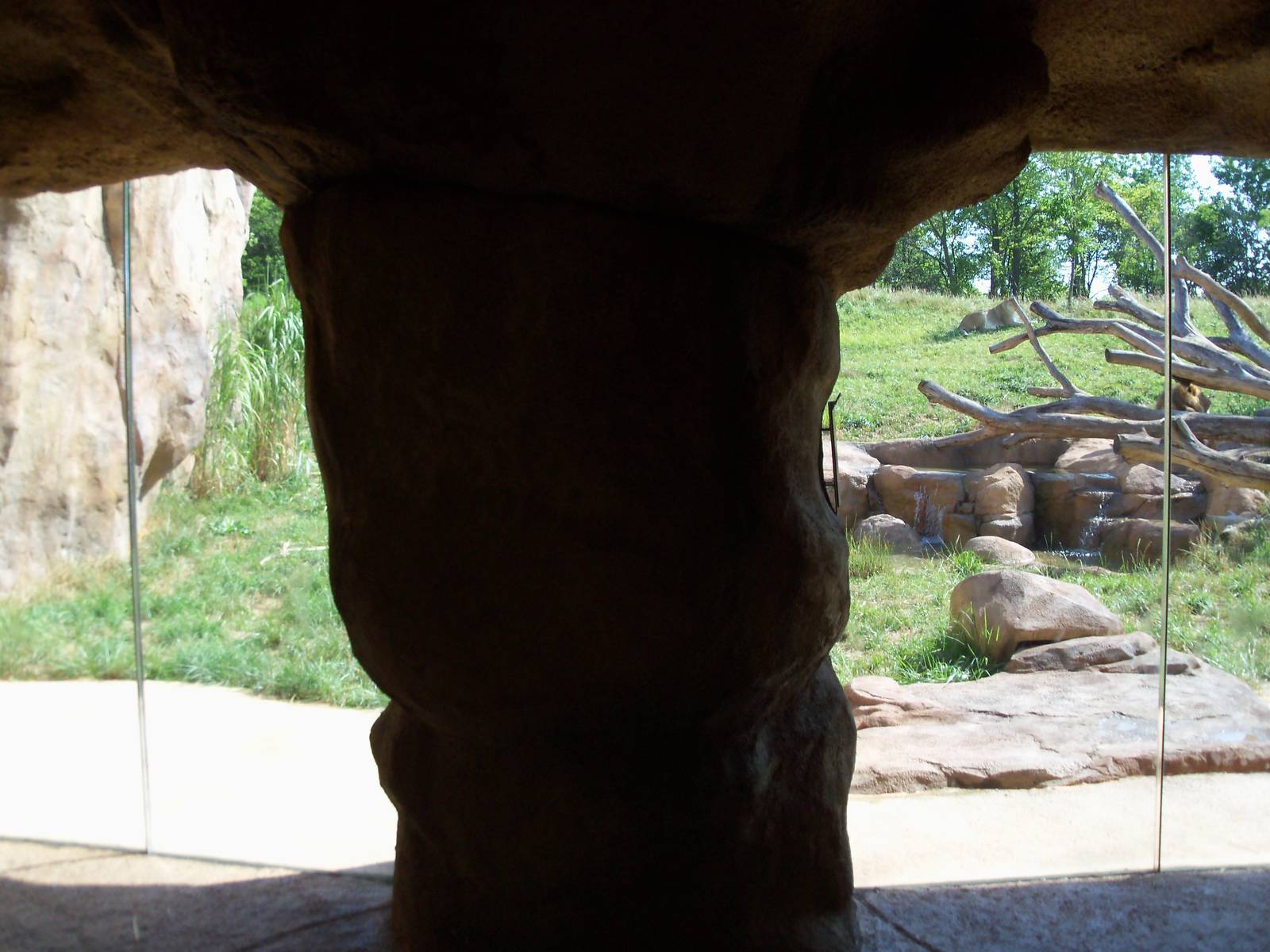 African Journey - Lion Exhibit