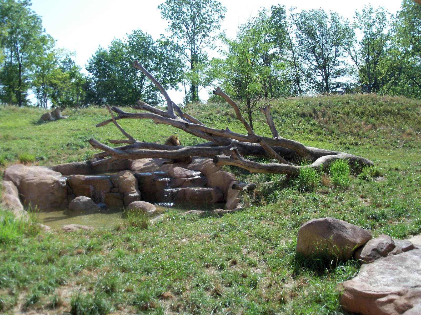 African Journey - Lion Exhibit