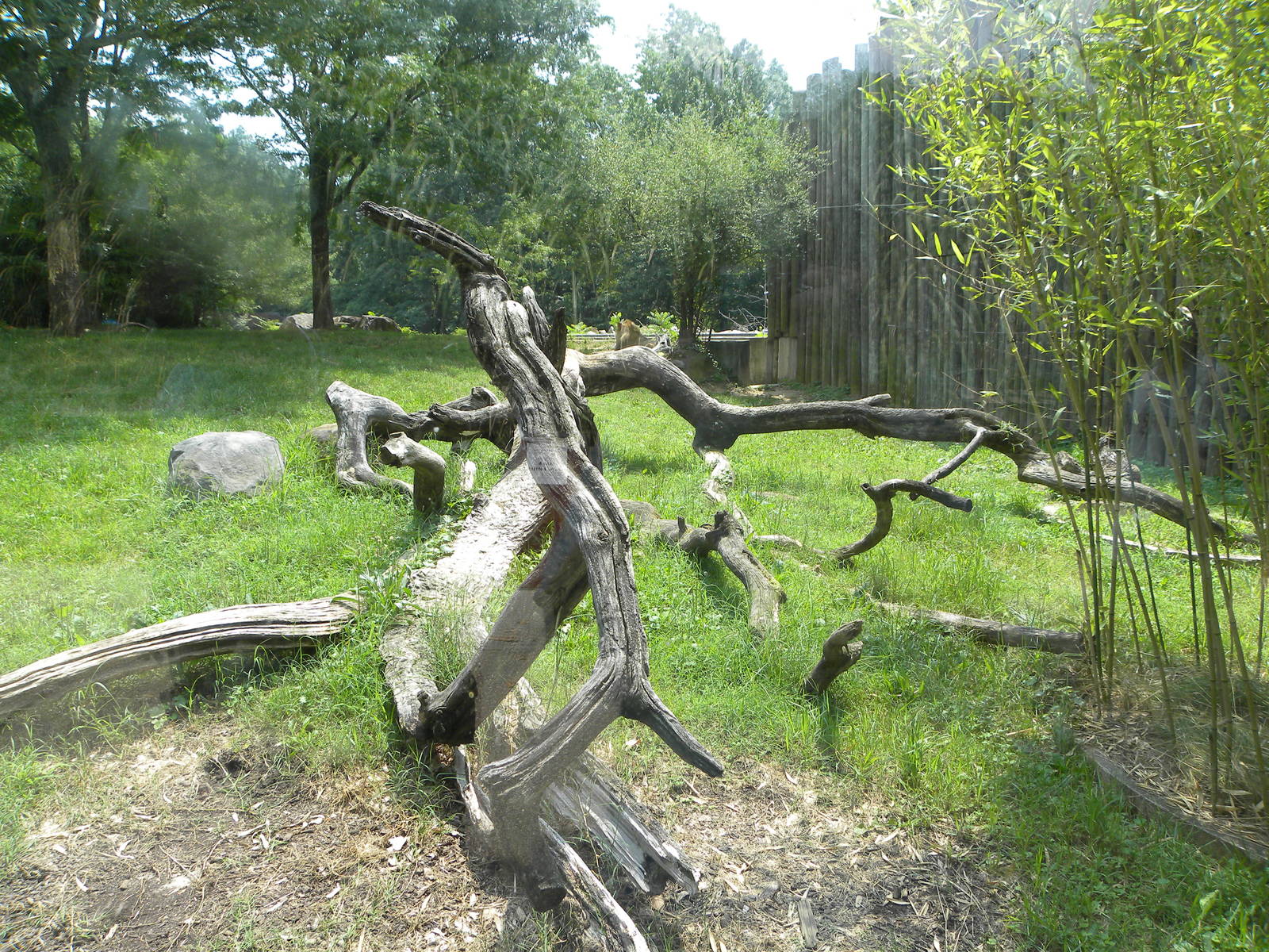African Journey: Lion Exhibit
