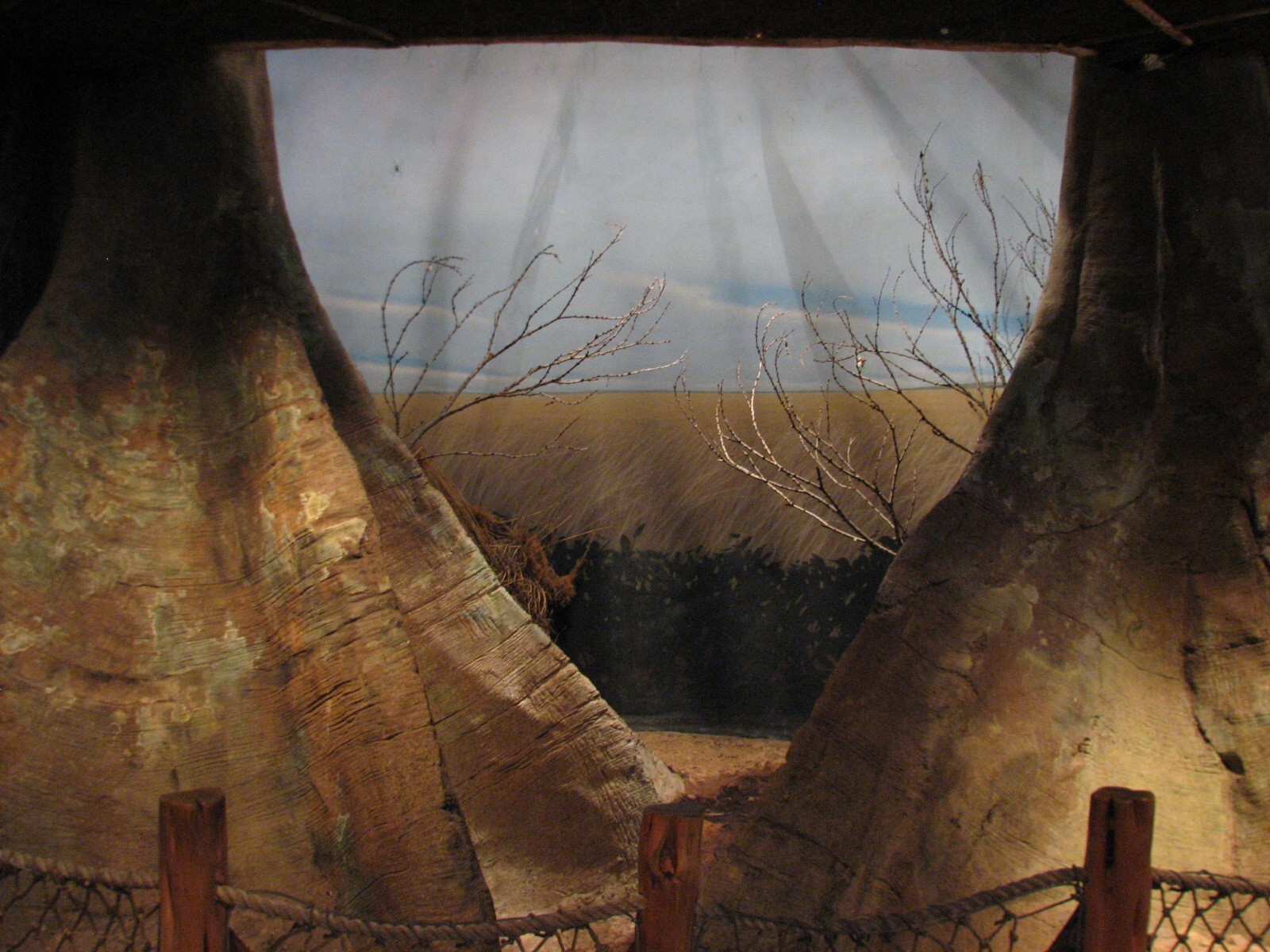 African Journey - Madagascar Golden Orb Spider Exhibit