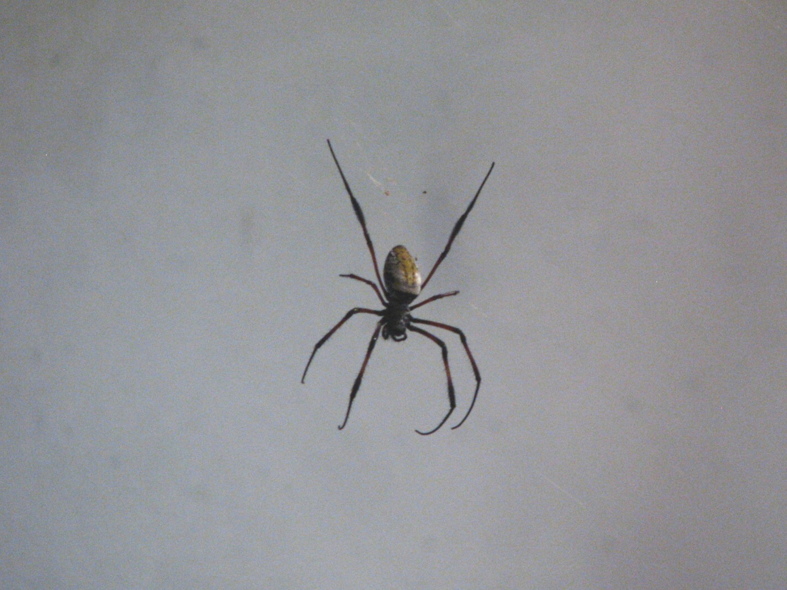 African Journey - Madagascar Golden Orb Spider Exhibit