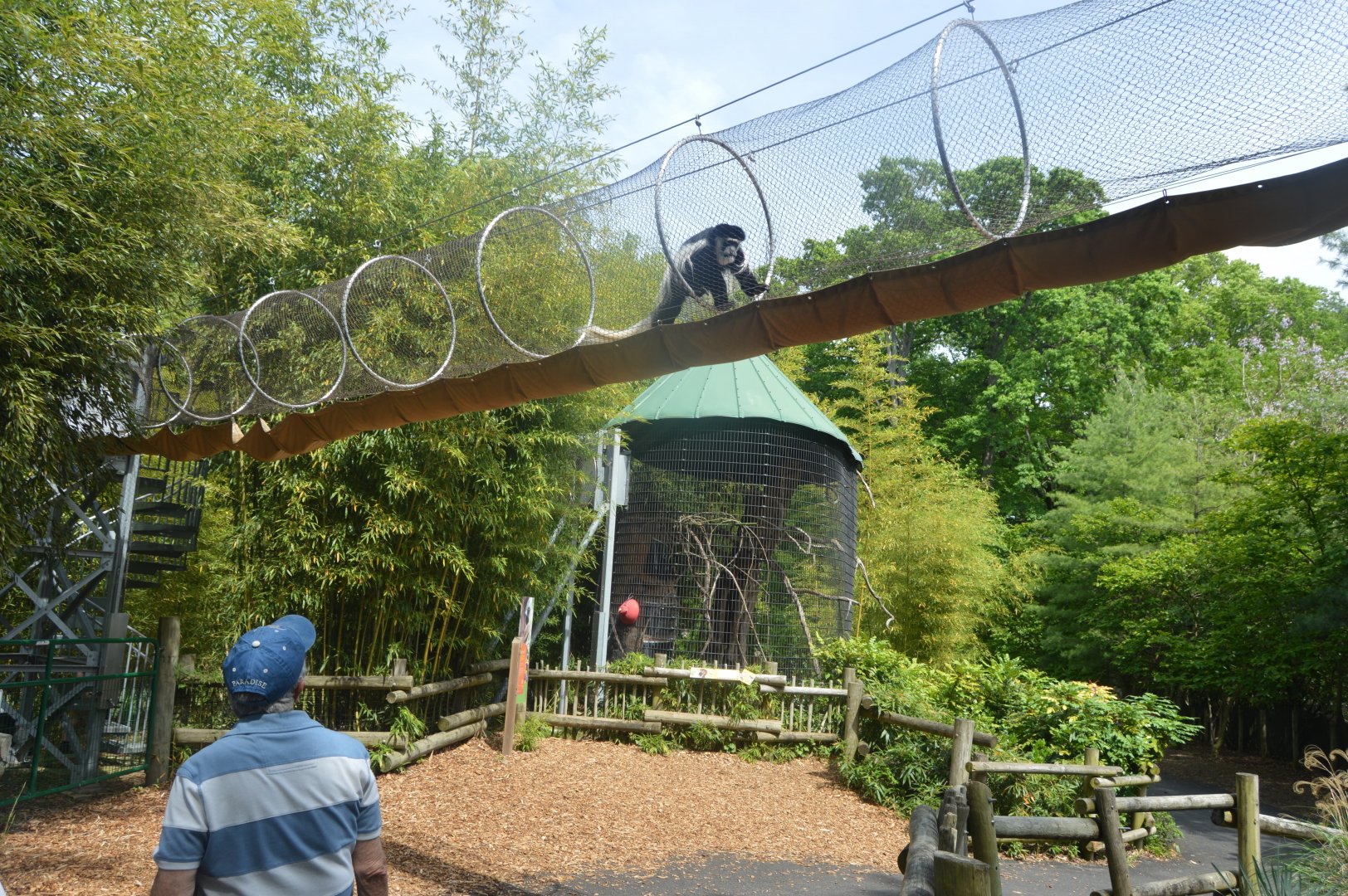 African Journey - Manteld Guereza in the Primate Trail