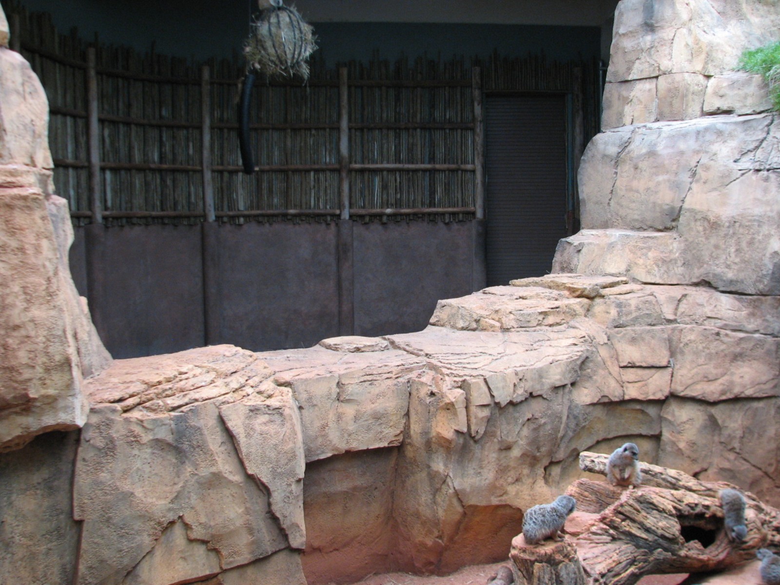 African Journey - Meerkat Exhibit with Giraffe Holding Area in Background
