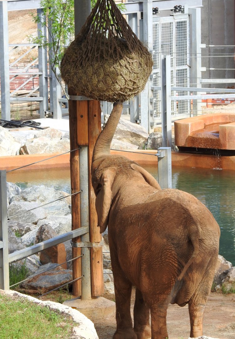 African Journey New Elephant Feeding Station